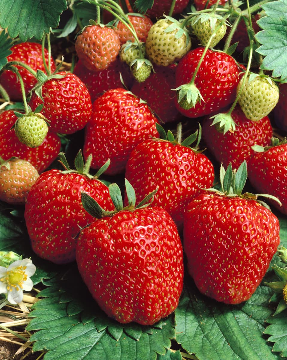Fragaria x ananassa
