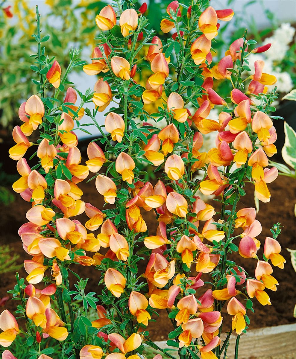 Cytisus scoparius var. andreanus