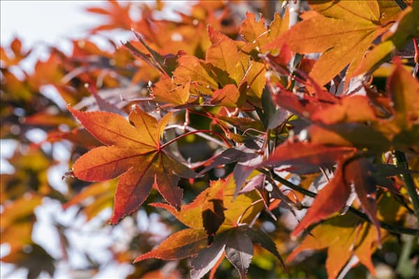 Acer