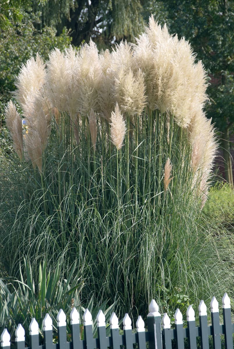 Cortaderia selloana