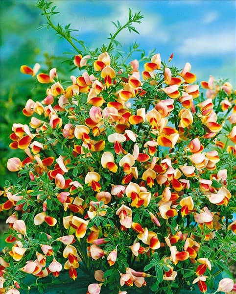 Cytisus scoparius 'Dragonfly'