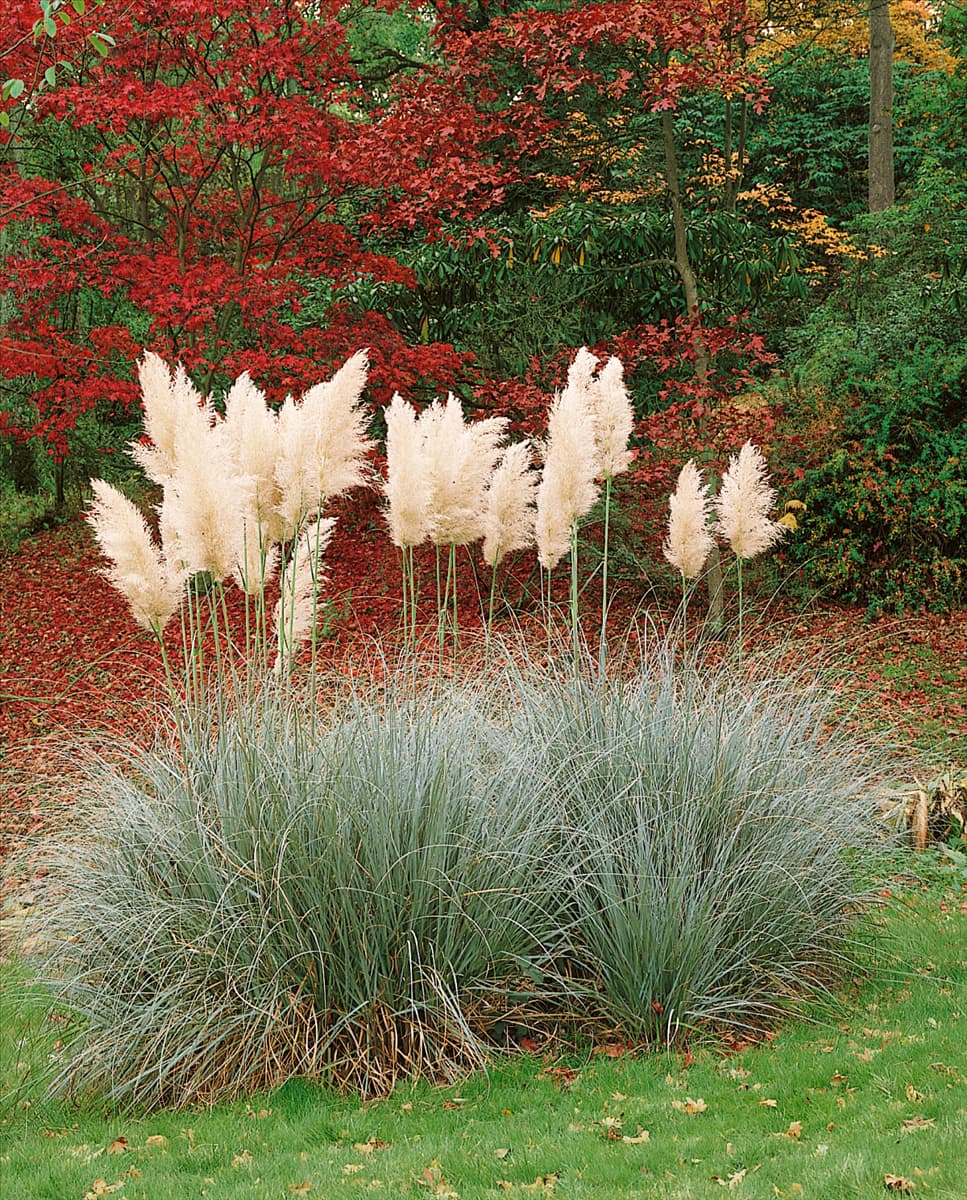 Cortaderia selloana