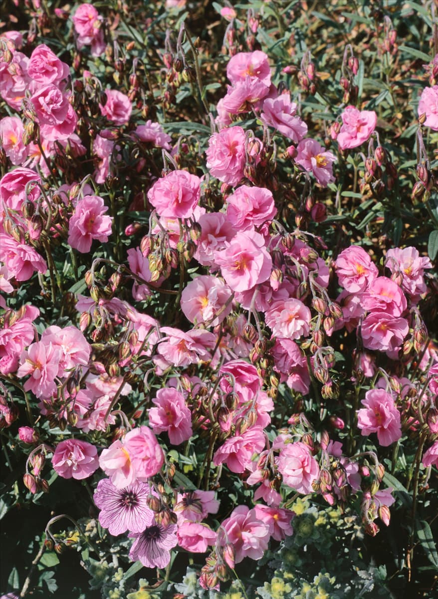 Helianthemum Annabel