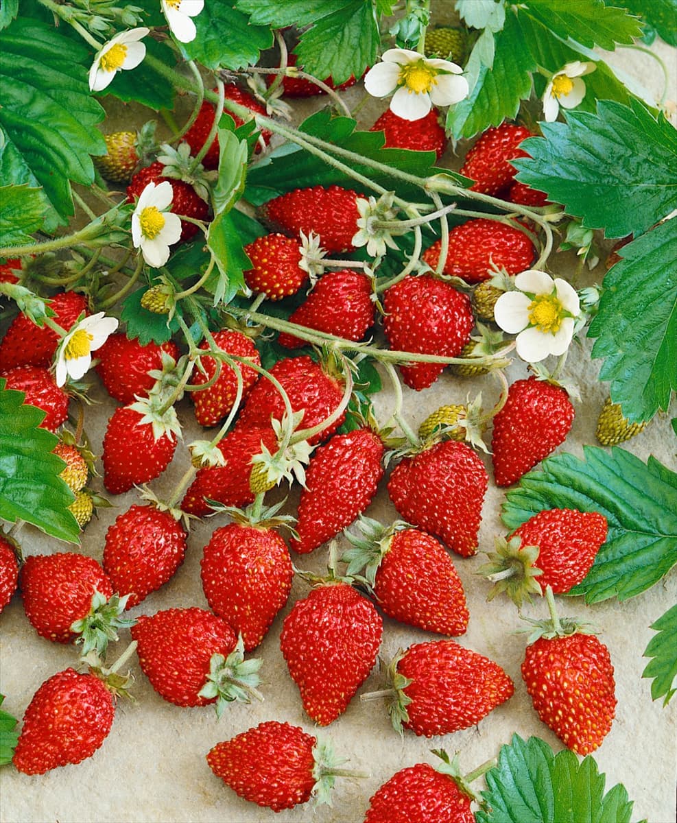 Fragaria vesca var. hortensis