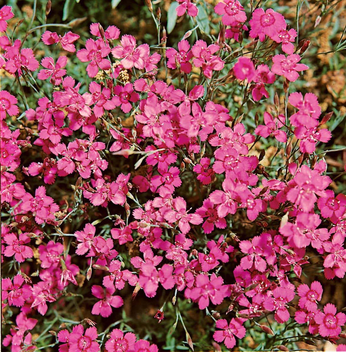 DIANTHUS DELTOIDES