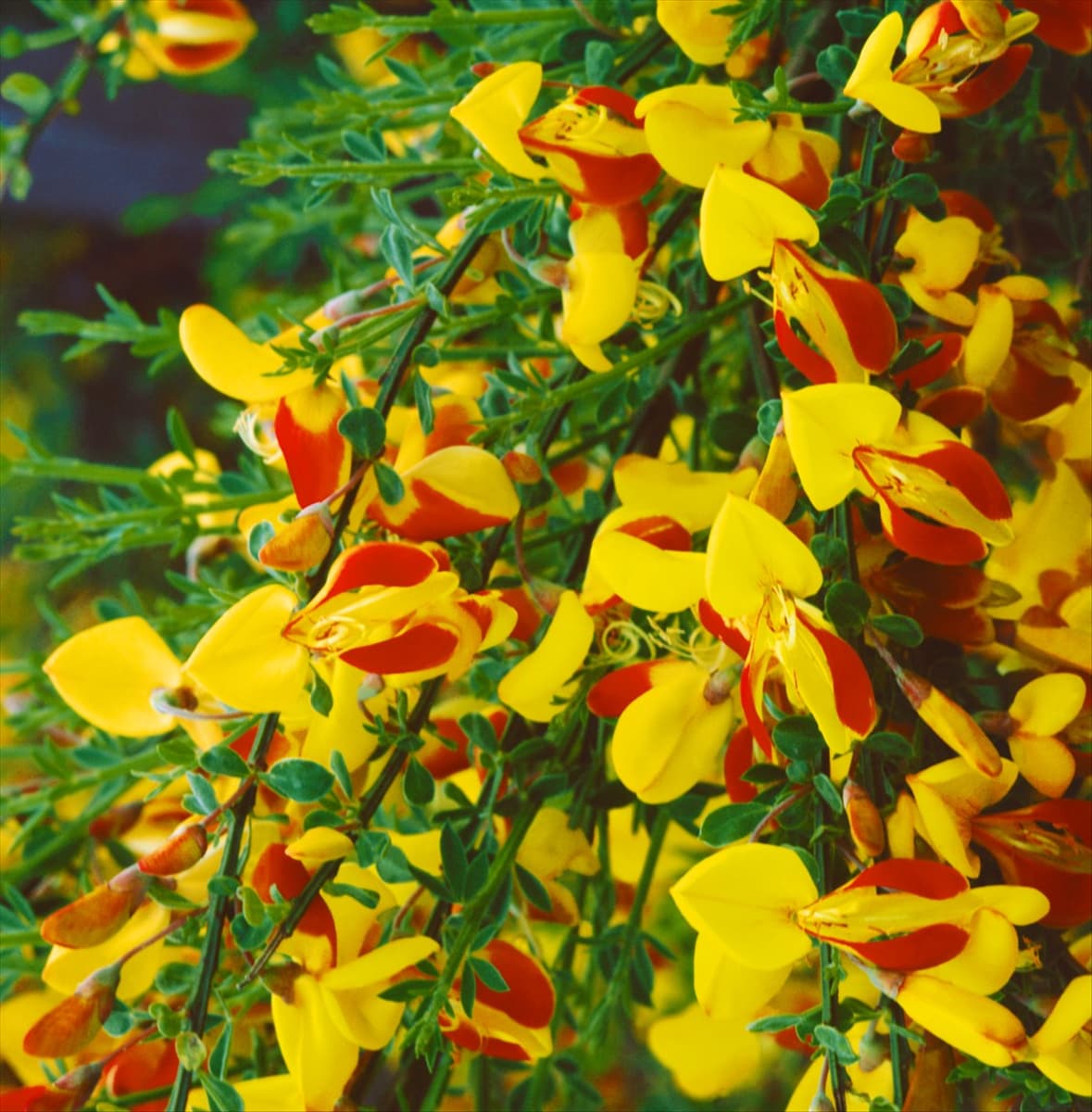 CYTISUS FIREFLY