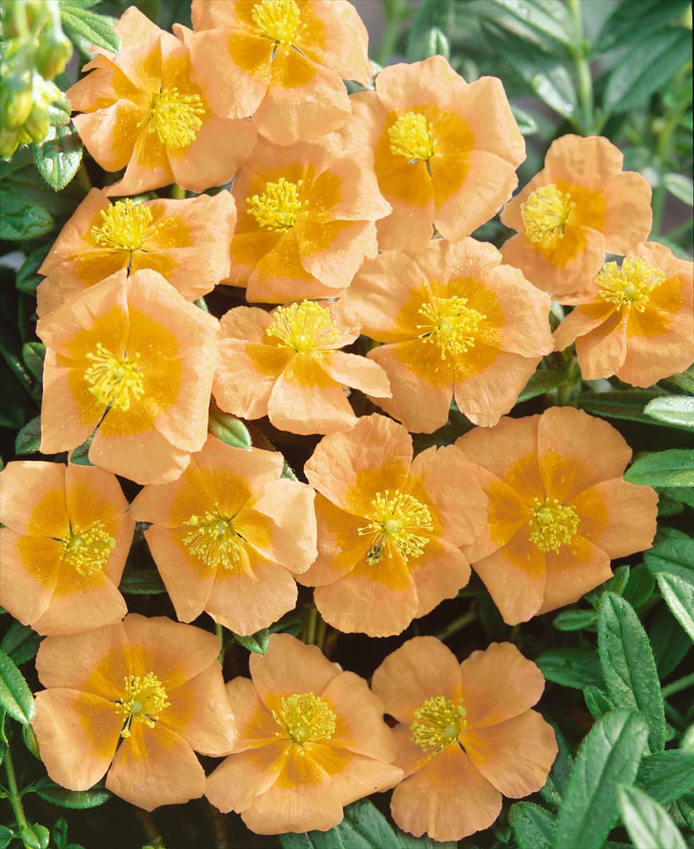 Helianthemum Honeymoon