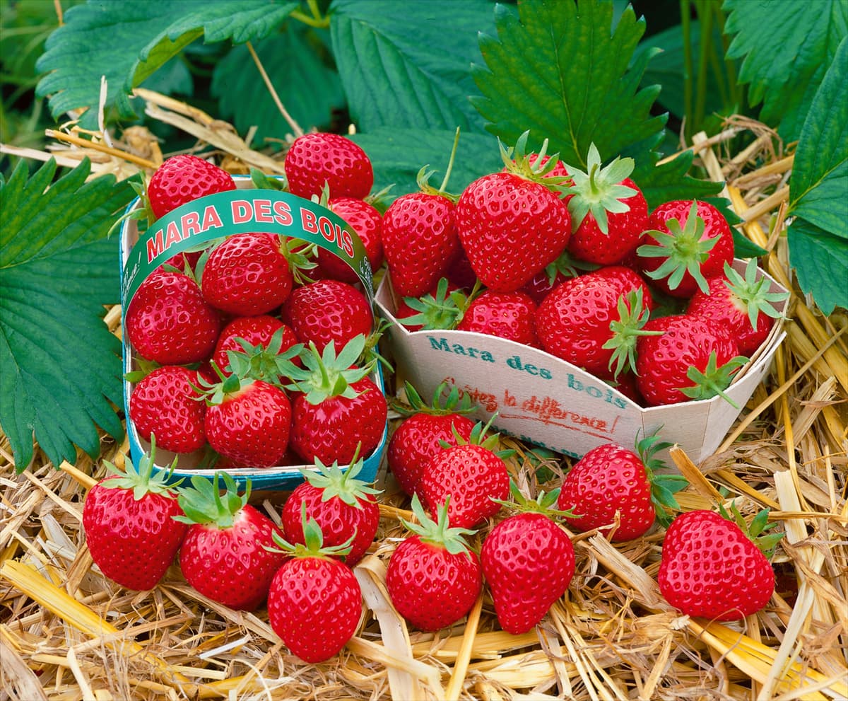 Fragaria x ananassa Mara des Bois