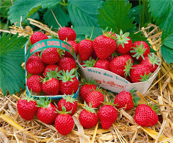 Fragaria vesca 'Mara des Bois'(s)