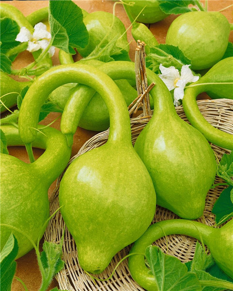 Cucurbita lagenaria 'Herkuleskeule'