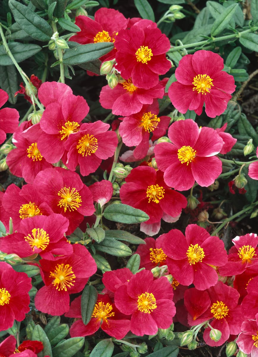 Helianthemum Ben Ledi