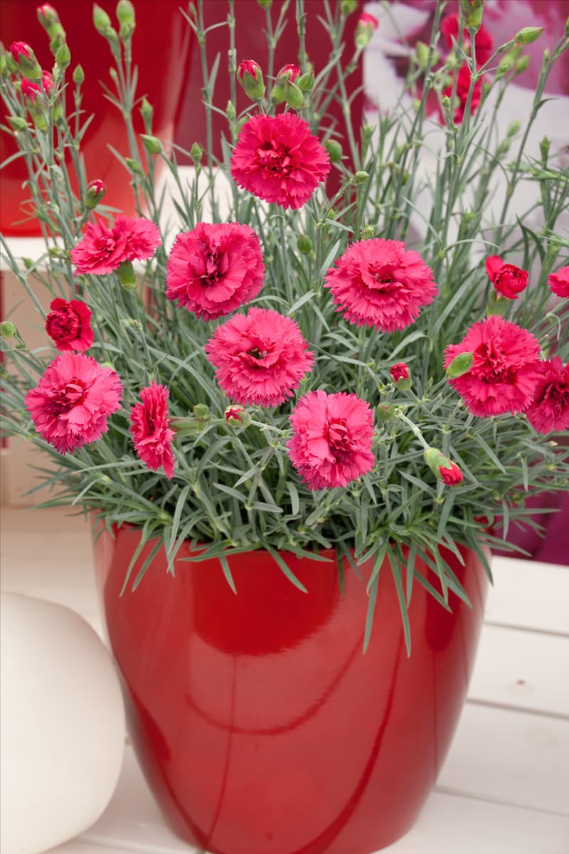 Dianthus Devon Cottage™ Series Waterloo Sunset im Topf