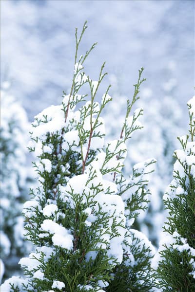 Thuja mit Schnee