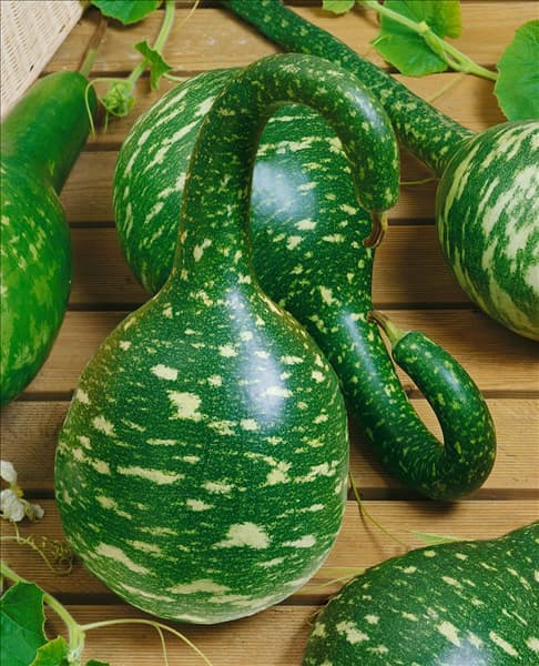 Cucurbita lagenaria 'Kobra'