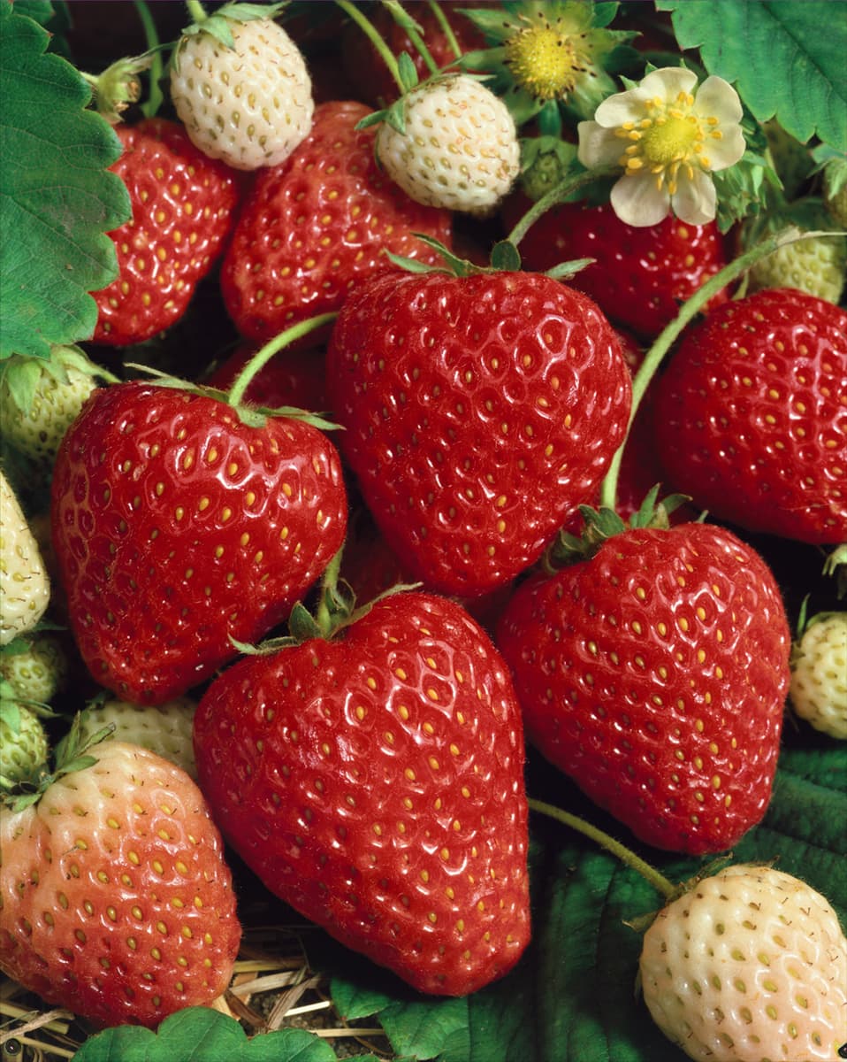 Fragaria x ananassa Ostara