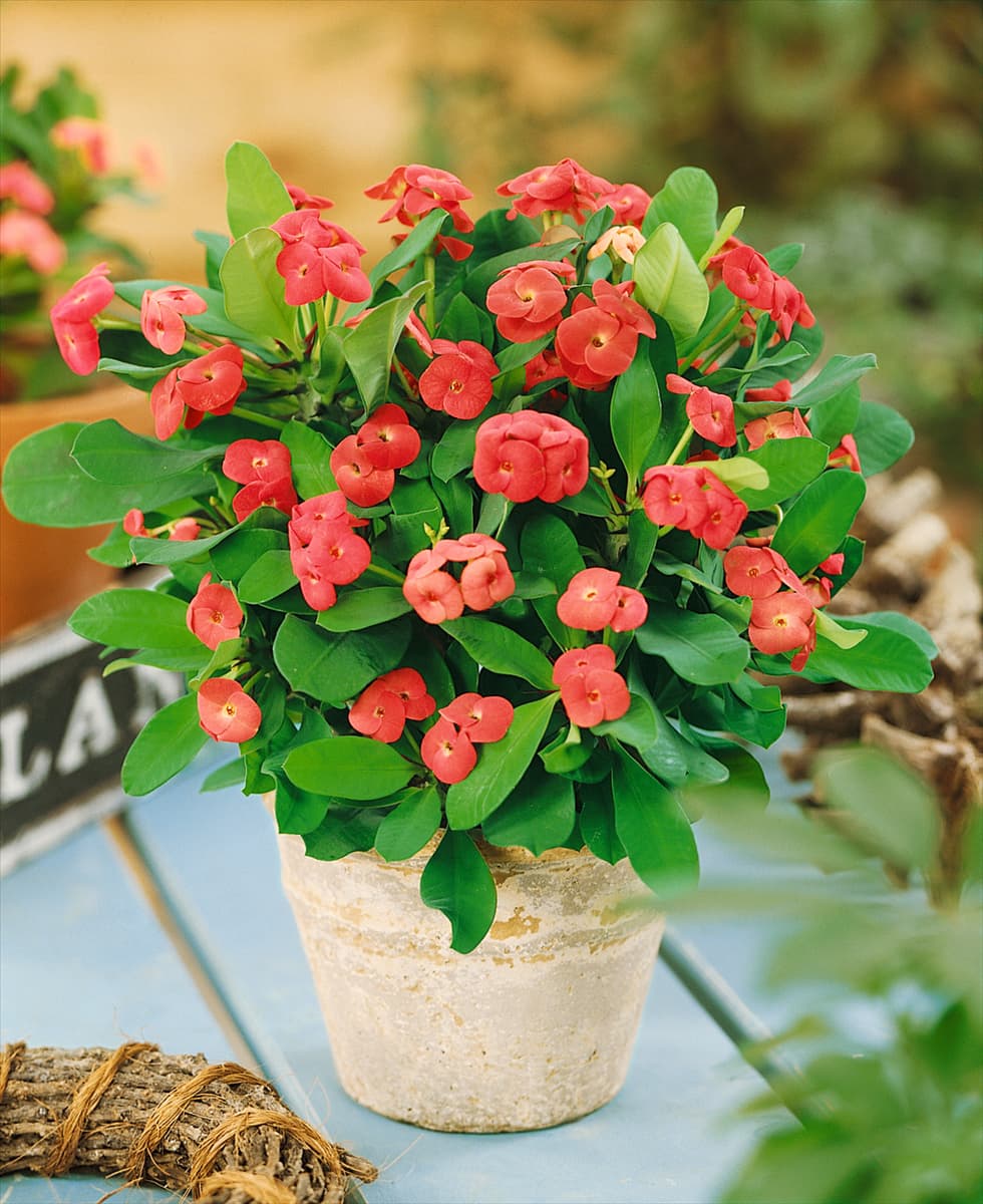 Euphorbia milii var. milii