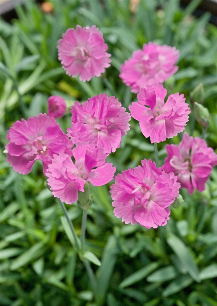 Dianthus Pink Jewel
