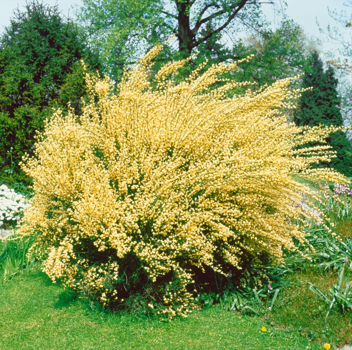 CYTISUS X PRAECOX ALBUS