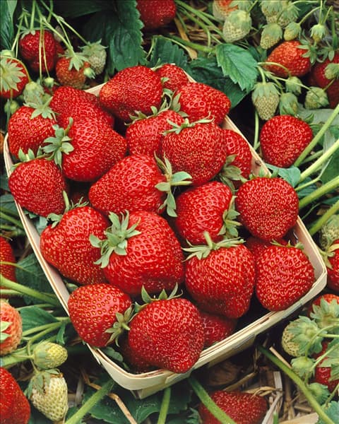 Fragaria x ananassa 'Aromastar'