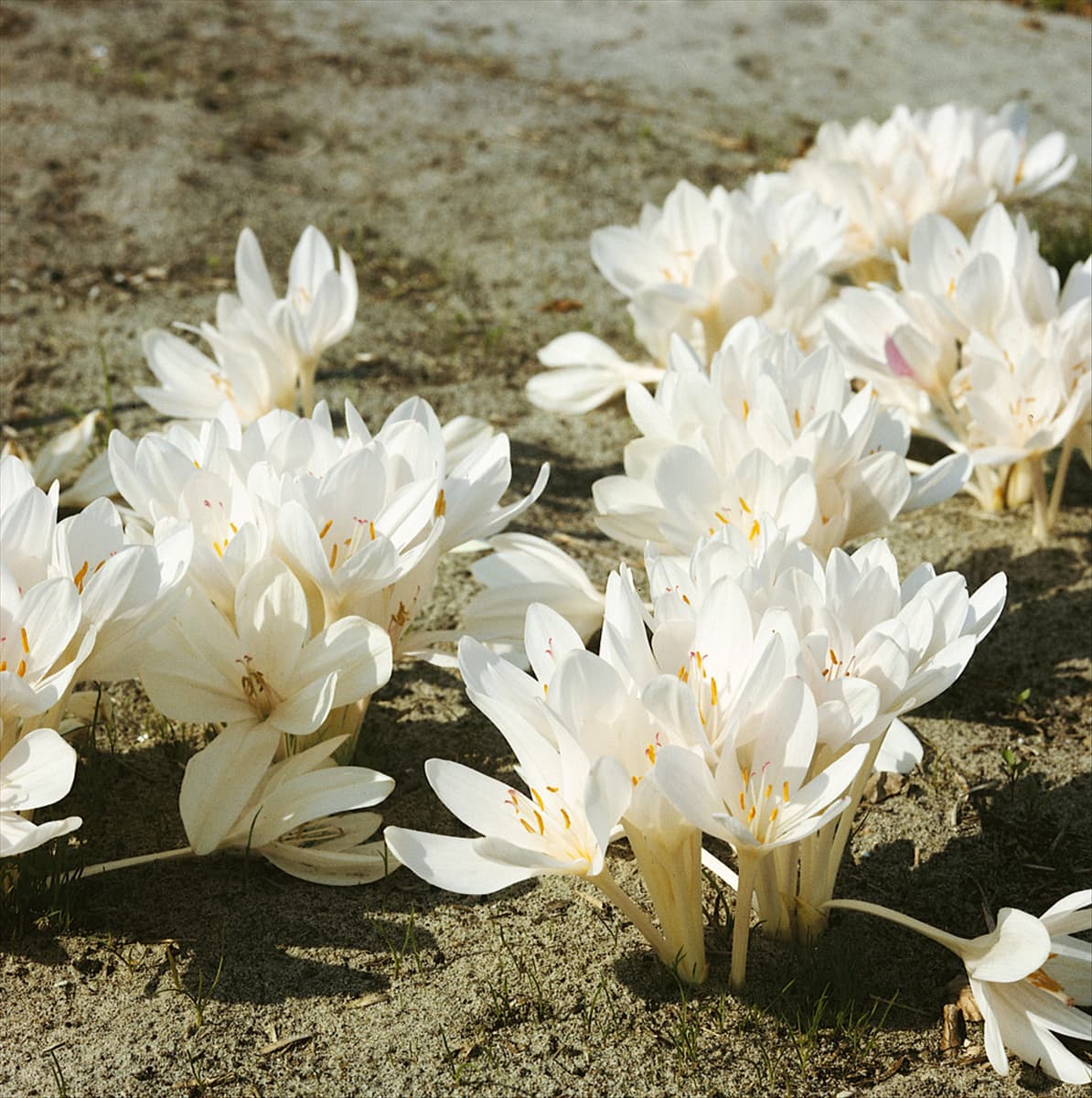 Colchicum autumnale Alboplenum