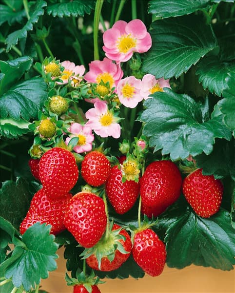 Fragaria x ananassa 'Fragoo'