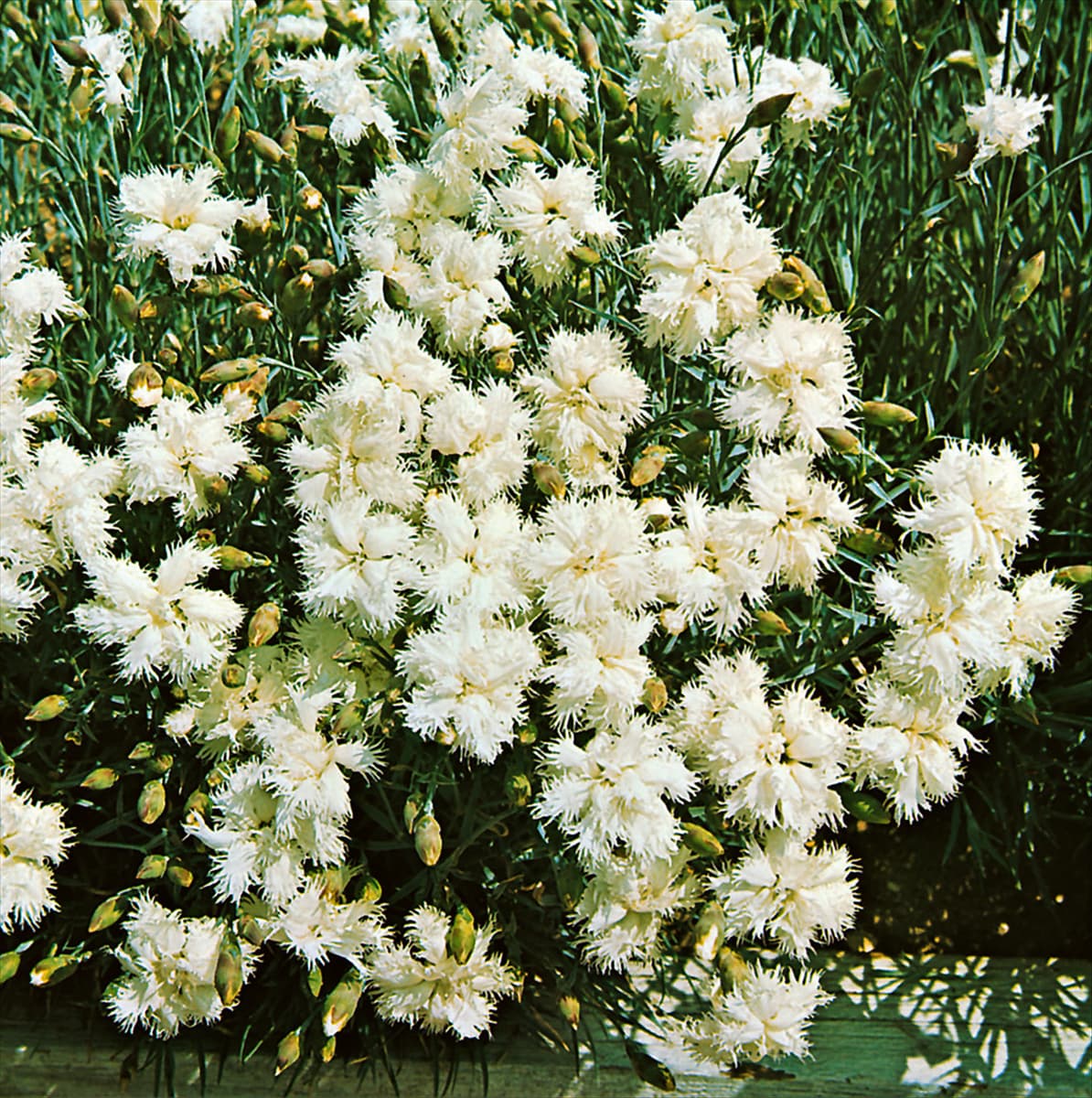 Dianthus plumarius Albus