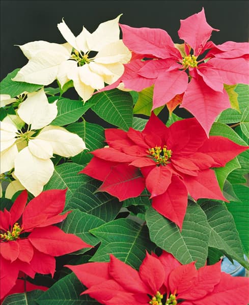 Euphorbia pulcherrima 'Carneval'
