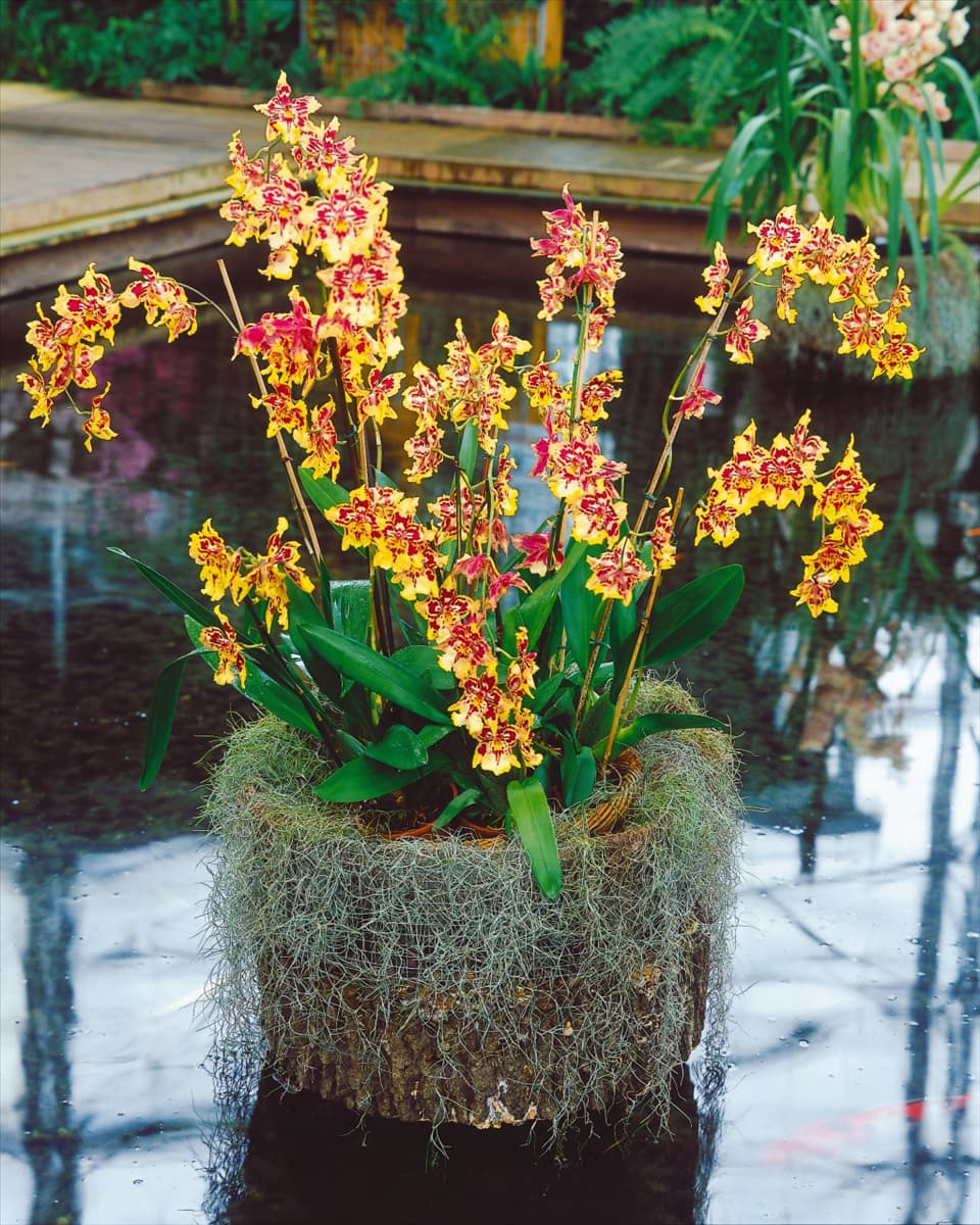 Cambria Colmanara Jungle Monarch