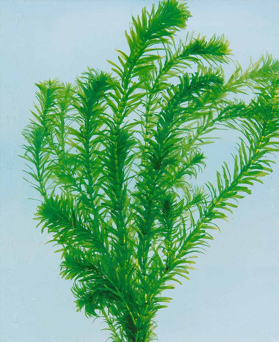 ELODEA DENSA/SYN.EGERIA DENSA