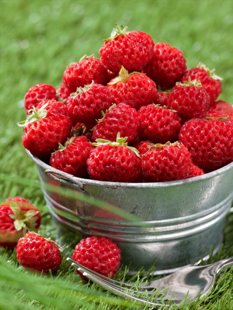 Fragaria x ananassa Frau Mieze Schindler