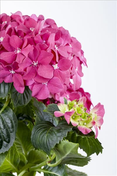 Hydrangea macrophylla, rosa