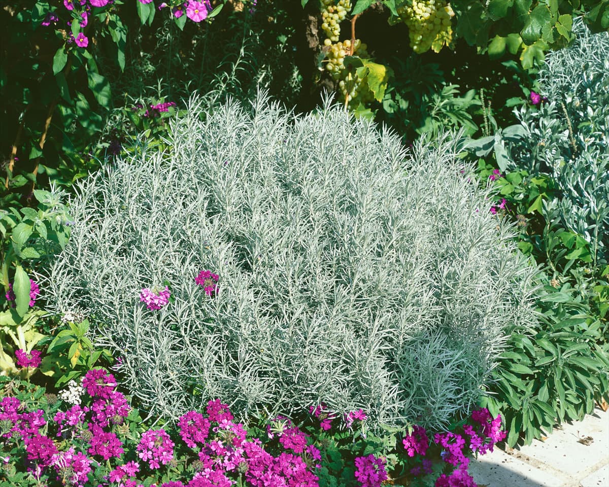 Helichrysum italicum