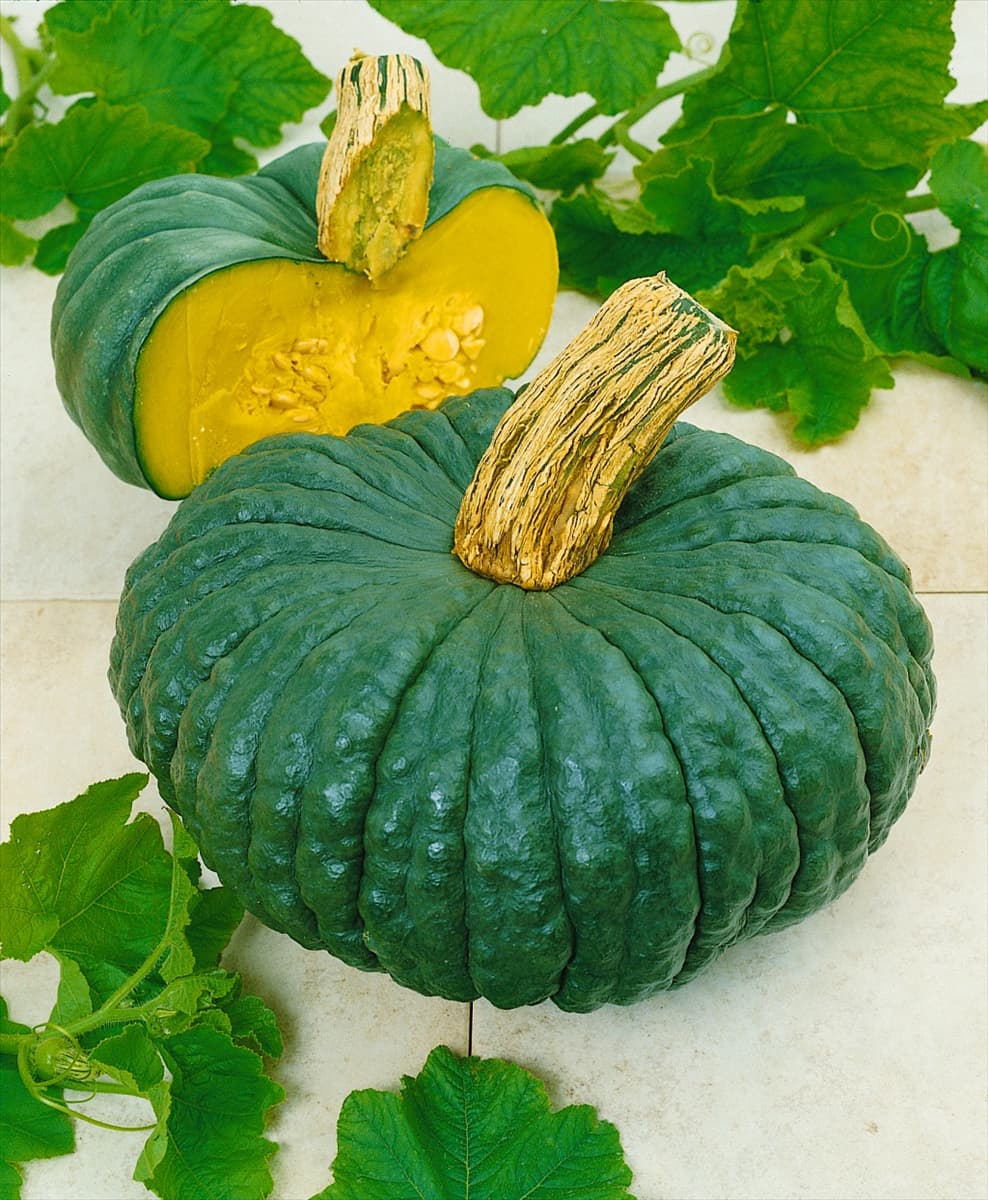Kürbis/Cucurbita moschata MUSCAT DE PROVENCE