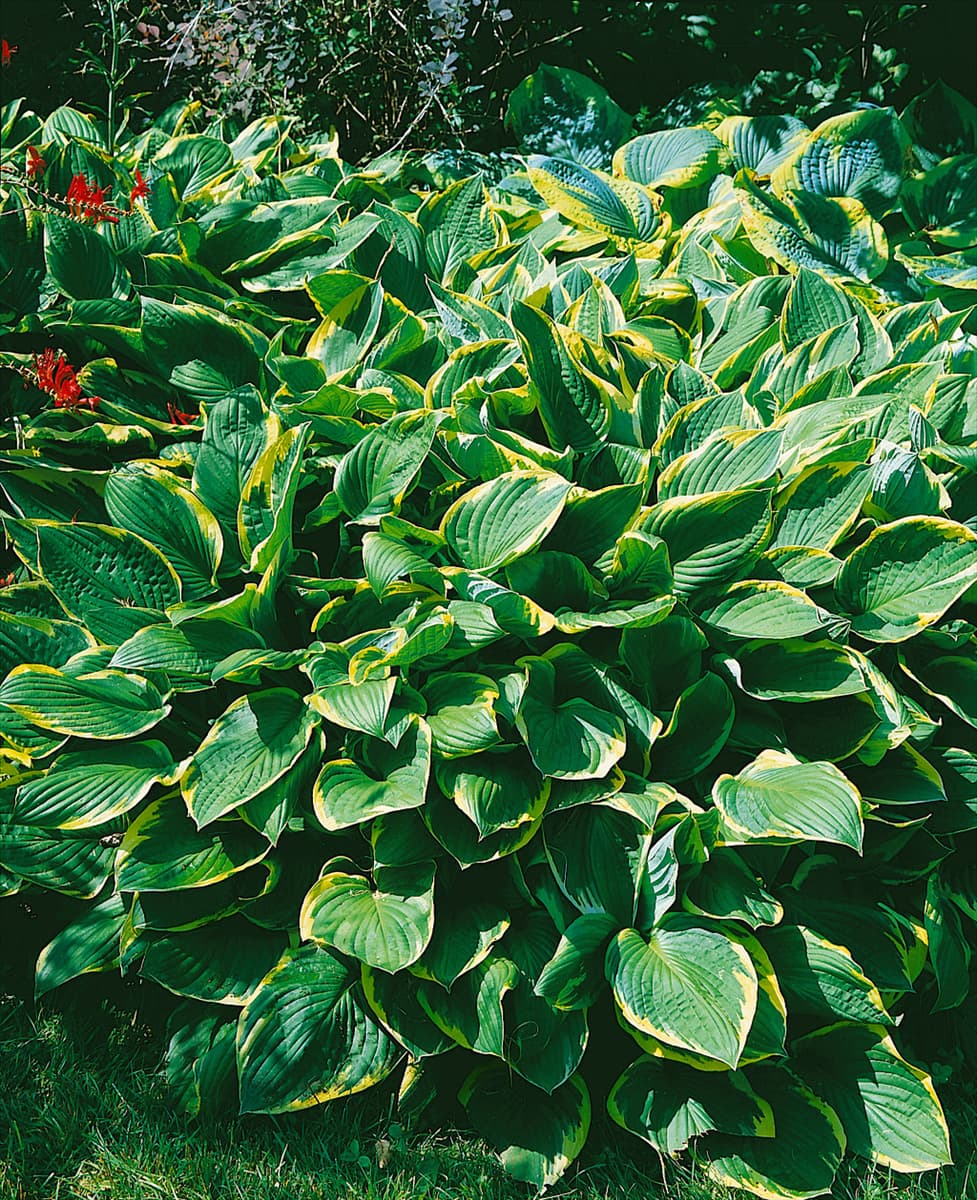Hosta sieboldiana Frances Williams