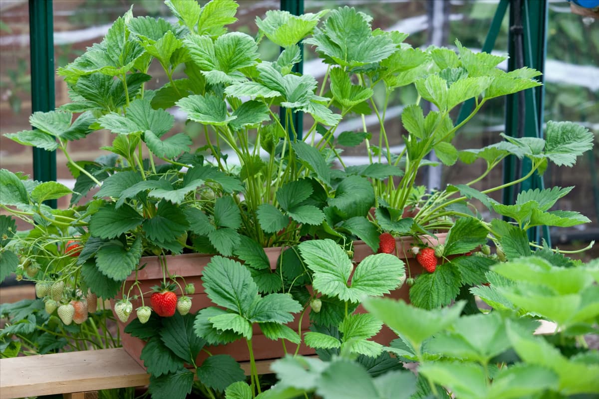 Fragaria x ananassa Cambridge Vigour