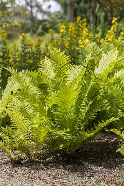 Dryopteris affinis