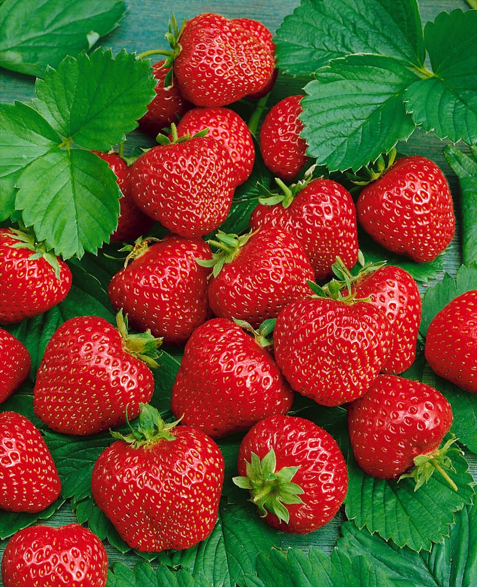 Fragaria x ananassa Honeydye