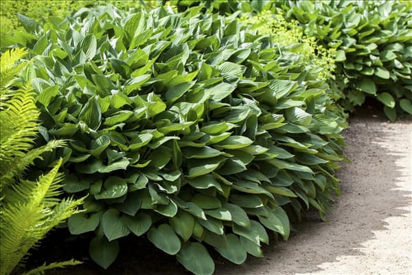Hosta