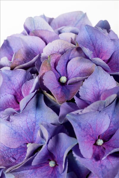 Hydrangea macrophylla, blau