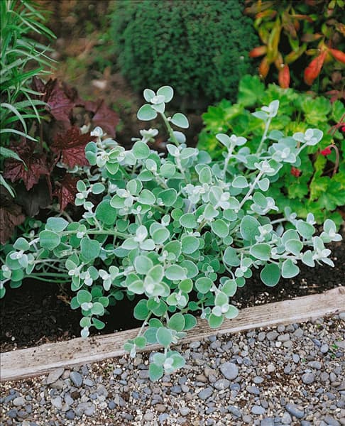 Helichrysum petiolare 'Silver Dwarf'