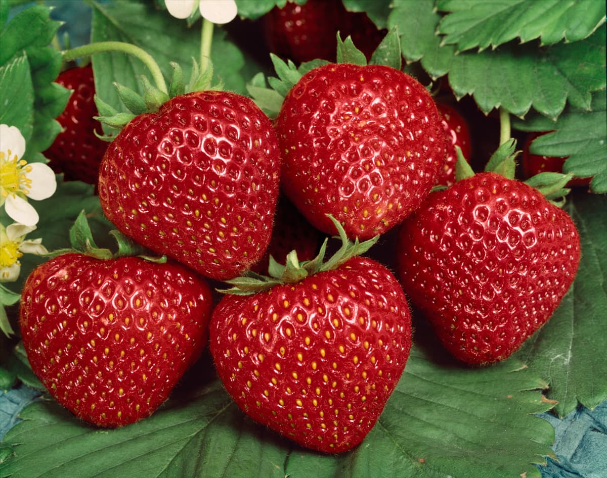 Fragaria x ananassa