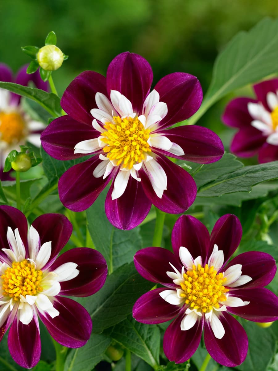 Dahlia Dahlietta Surprise Becky