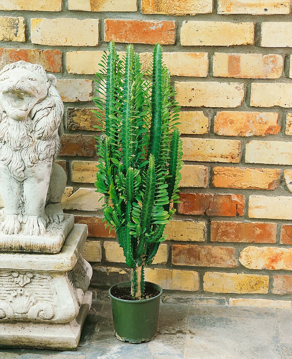 Euphorbia trigona
