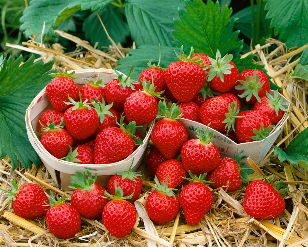 Fragaria x ananassa Mara des Bois