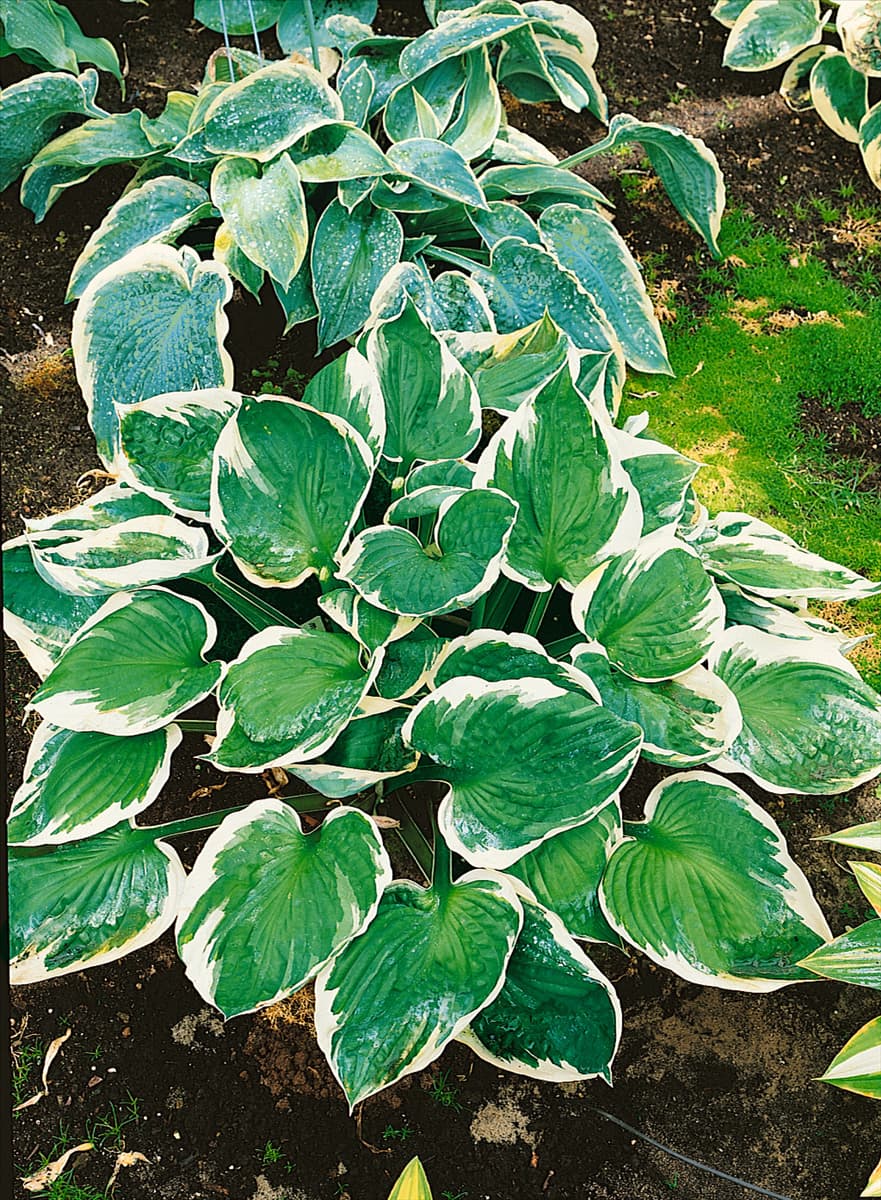 HOSTA MINUTEMAN