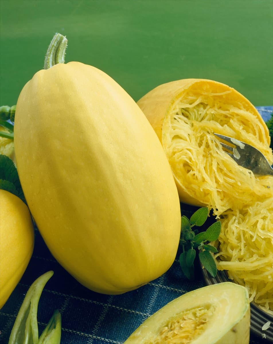 Zucchni / Cucurbita pepo con. giromontiina Spaghetti