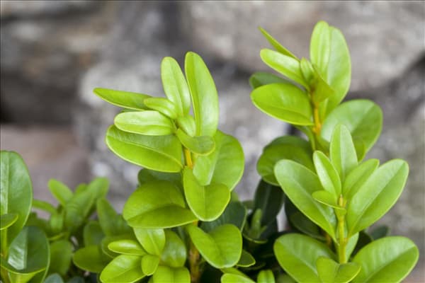 Buxus