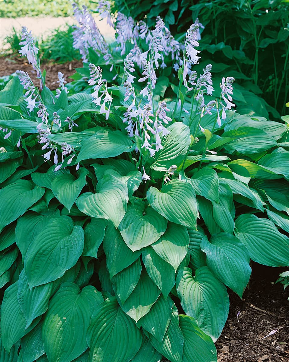 HOSTA BLUE MOON