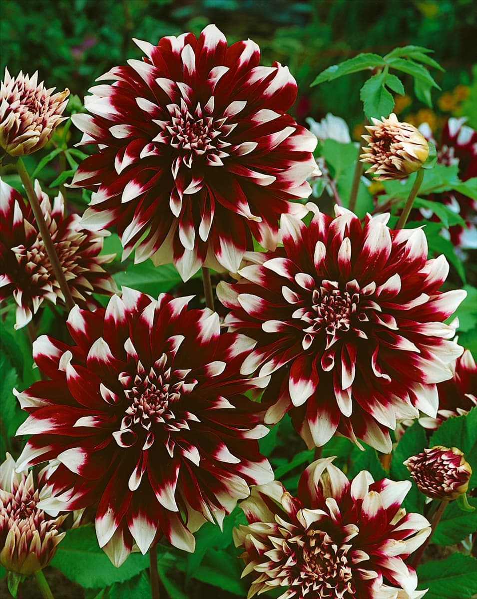Dahlia Dekorativ CONTRAST