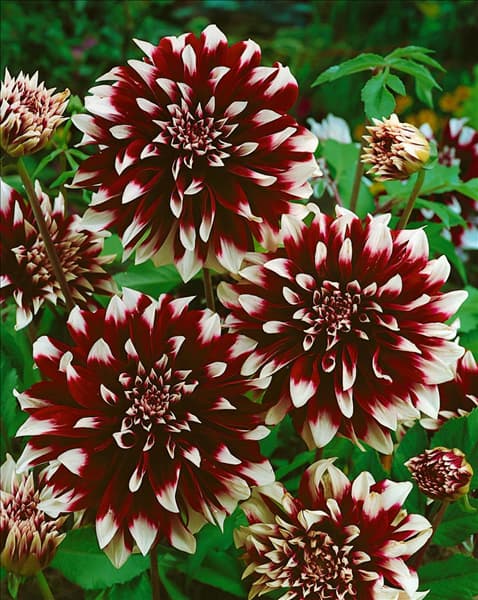 Dahlia 'Dinner Plate Contraste'